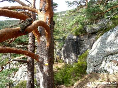 Siete Picos:Senda Herreros,Camino Schmid(Schmidt); turismo de senderismo; visitas alrededor madrid